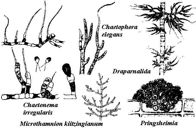 Chaetophorales
