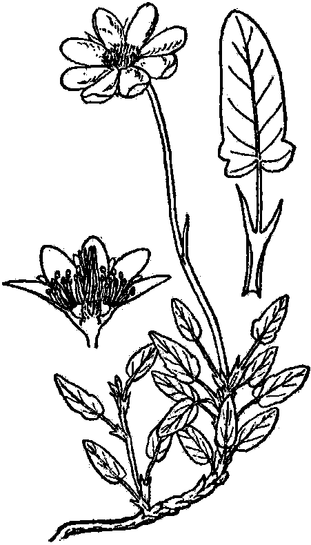 integrifolia
