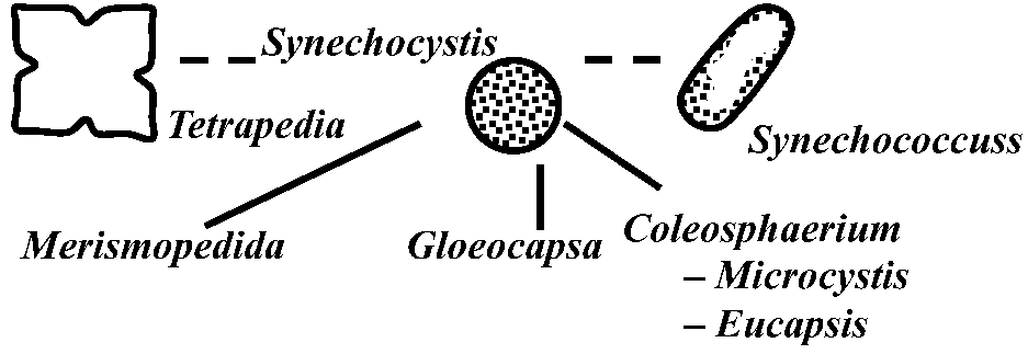 Chroococcaceae