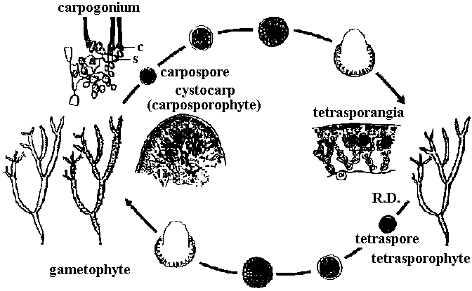 Gloiopeltis