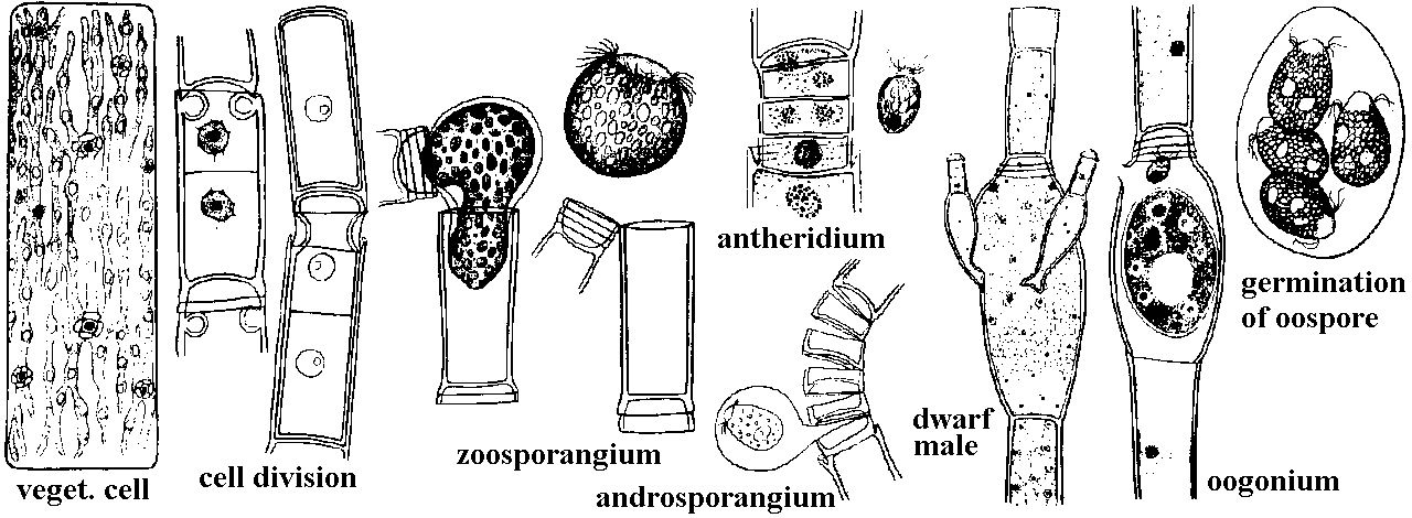 Oedogonium