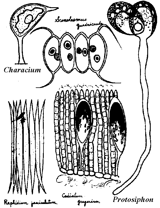 Chlorococcaceae