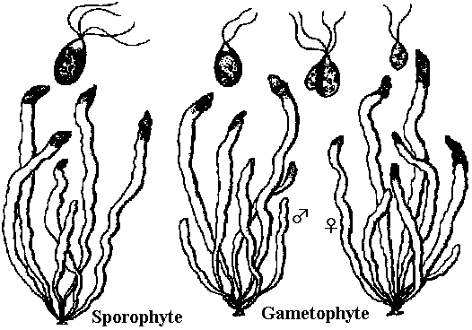 Enteromorpha