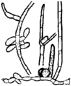 Protococcaceae