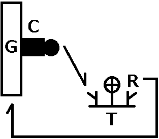 life cycle