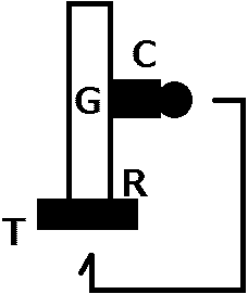 life cycle