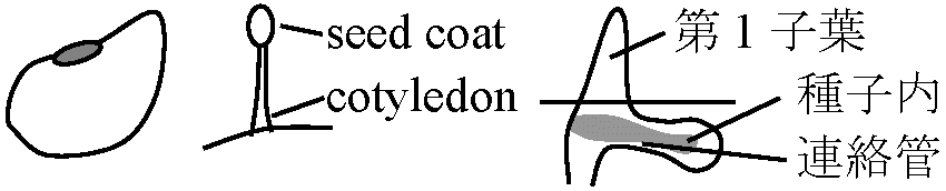 cotyledon