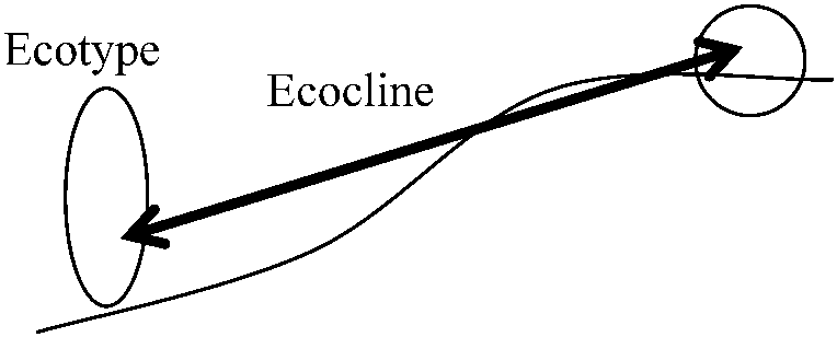 ecotype