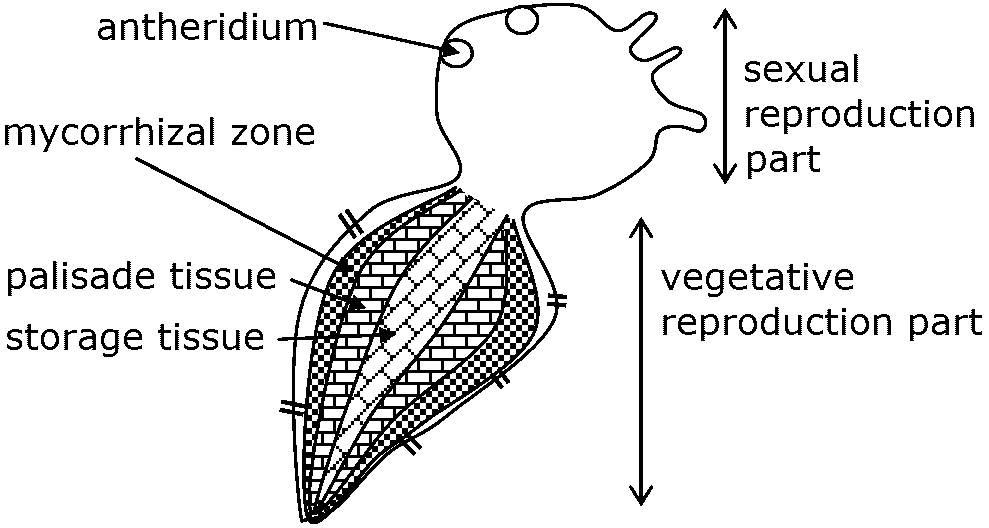 Licopodium complanatum