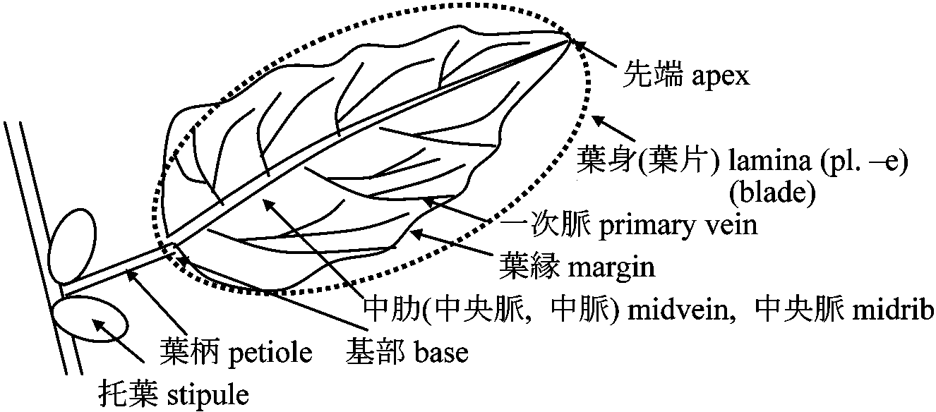leaf morphology