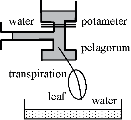 water potential