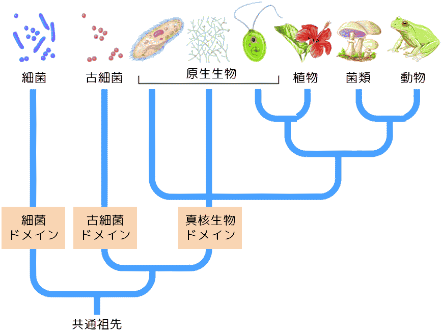 phylogeny