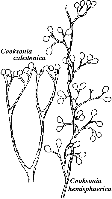 Cooksonia