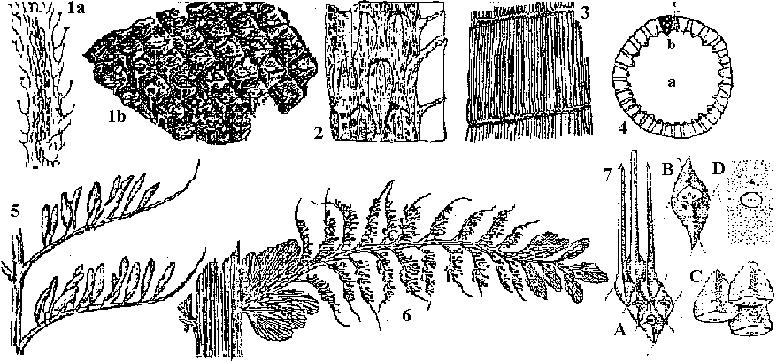 Protolepidodendron