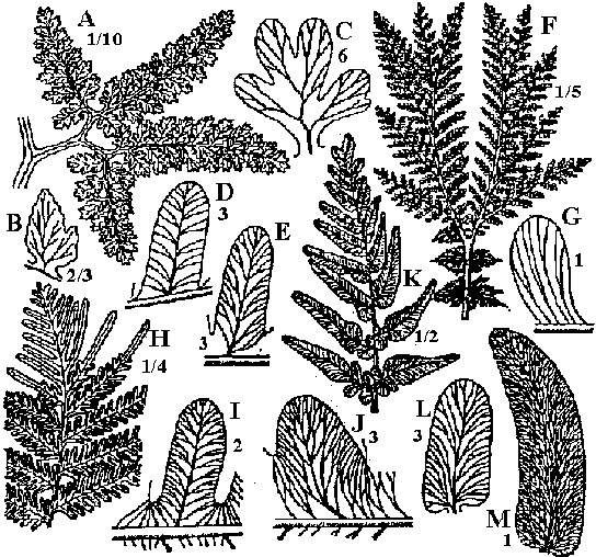 fern-like