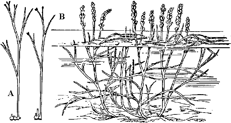 Zosterophyllales