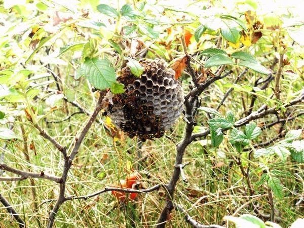 Bee nest