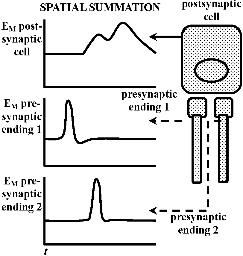 electrophysiology