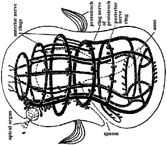 Orthogon theory