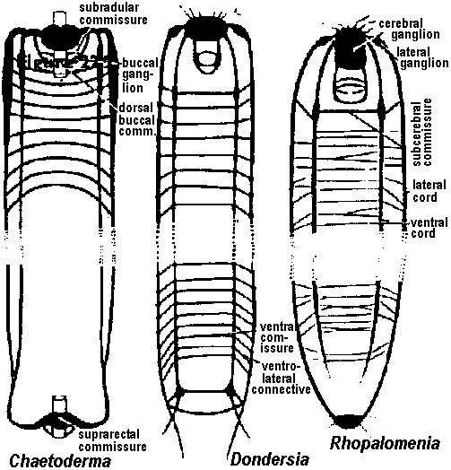 Annelid