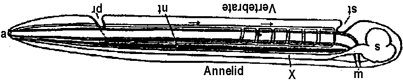 Annelid