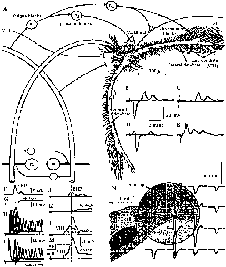 Annelid