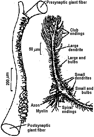 Mollusca