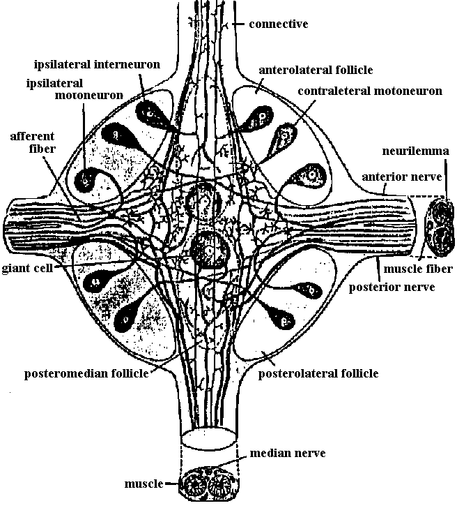 Mollusca