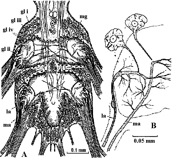 Mollusca