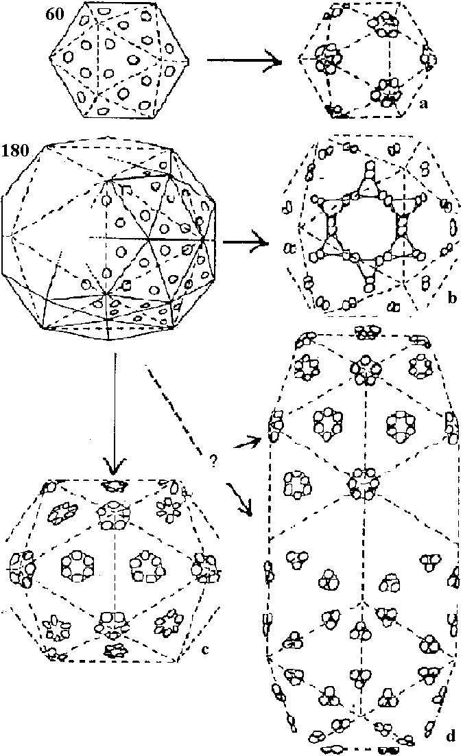 spherical virus