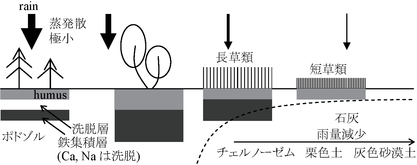 土壌形成過程