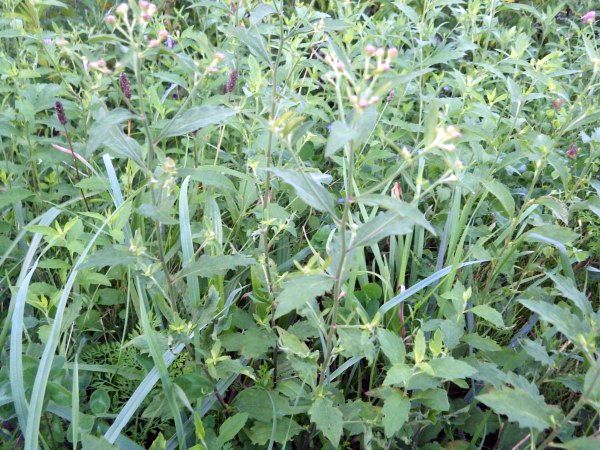 Aster