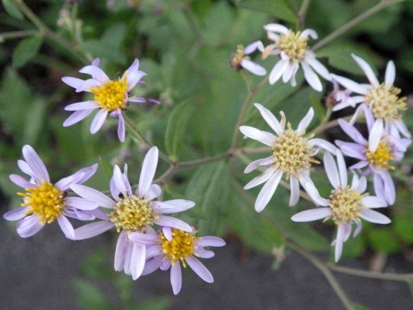 Aster