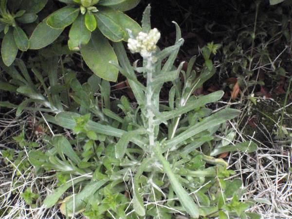 Everlasting Cudweed