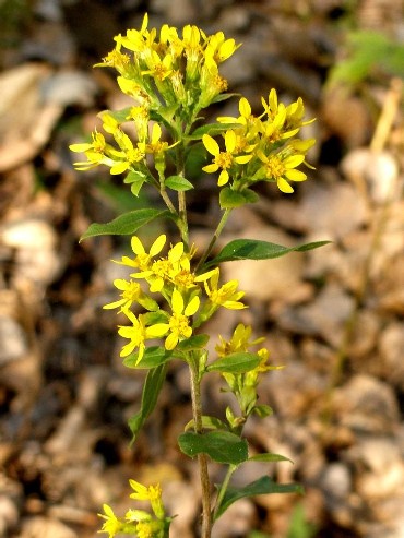 Solidago