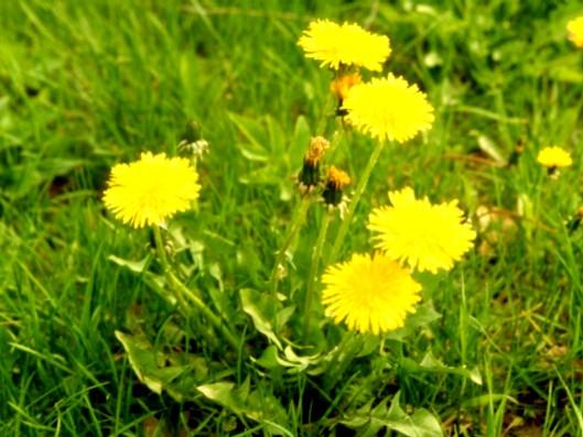 Dandelion