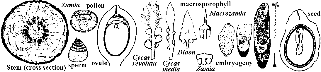 Cycas