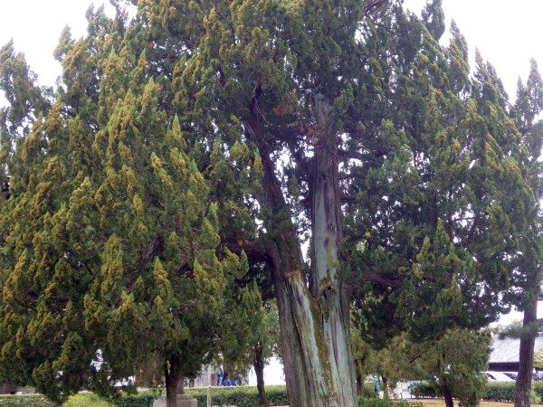 juniper