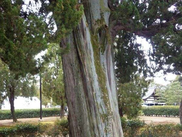 juniper