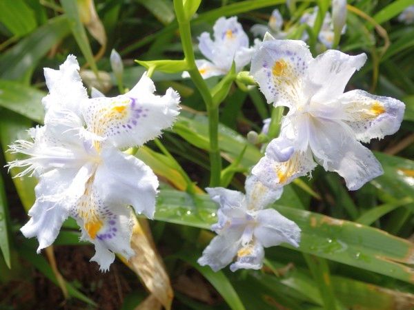 Iris