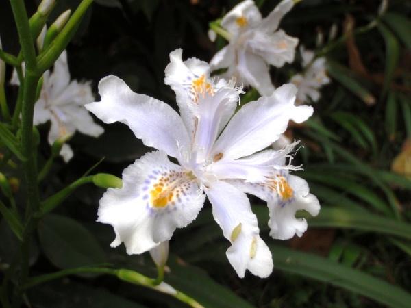 Iris