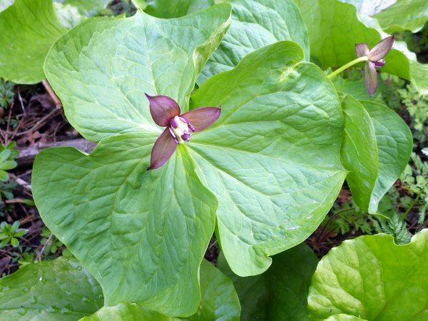 Trillium