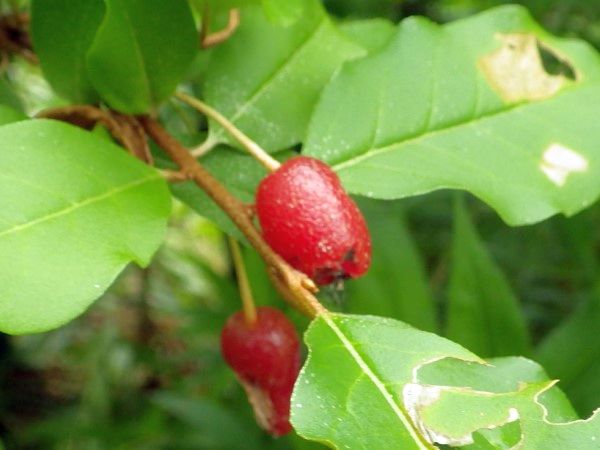 Cherry Silverberry