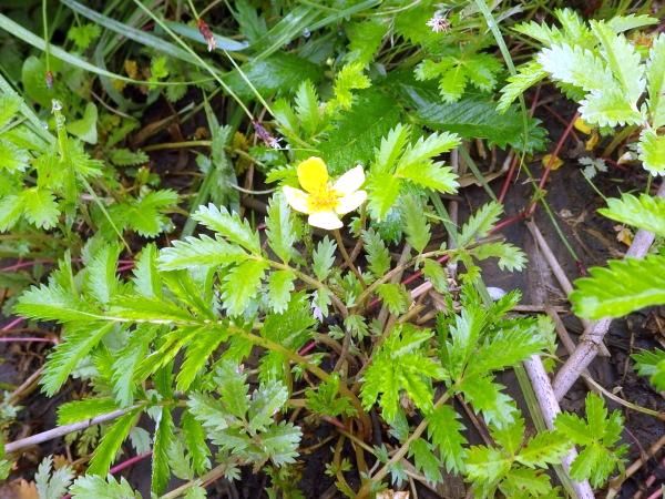 Pacific silverweed