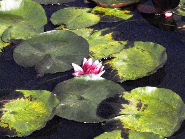 water-lily